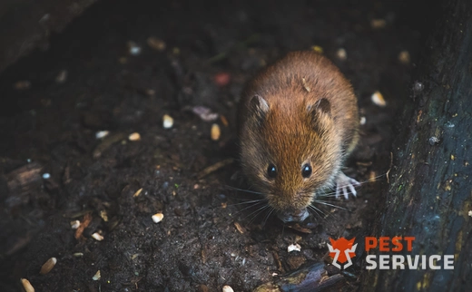 Дератизация в Вельске